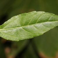 Eclipta prostrata (L.) L.